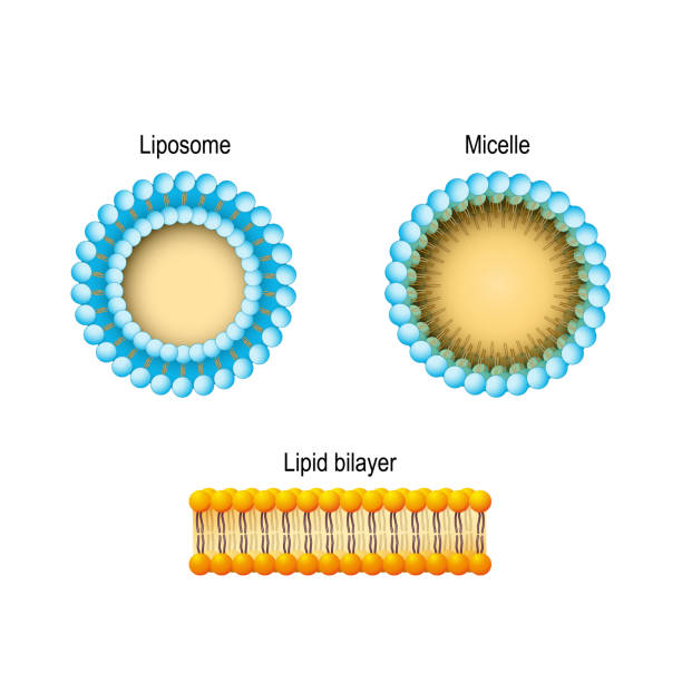 Cell membrane (Lipid bilayer), Micelle, Liposome. Phospholipids aqueous solution structures. Cell membrane (Lipid bilayer), Micelle, Liposome. Phospholipids aqueous solution structures. A detailed diagram models of membrane Structure. Vector illustration for biology, scientific, and medical use. colloid stock illustrations