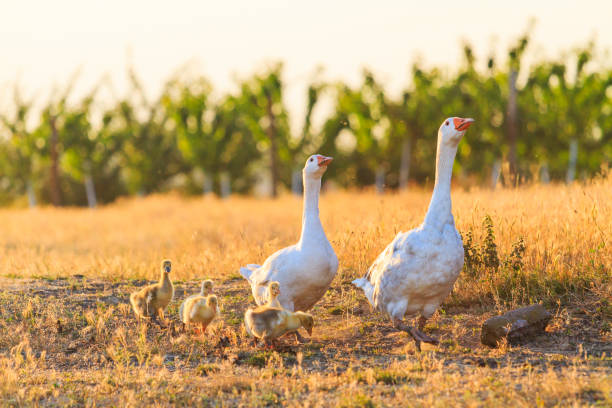 istock White geese family walking at sunset 1026214828
