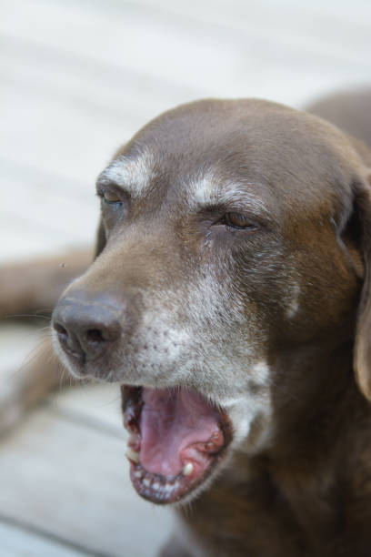 Crop close up muzzle of brown dog widely opening jaw and yawning