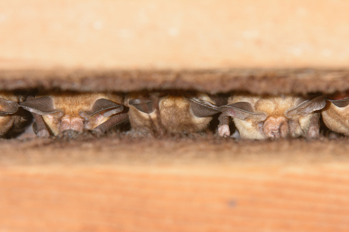 View through gap in wooden planks of sleeping wild bats