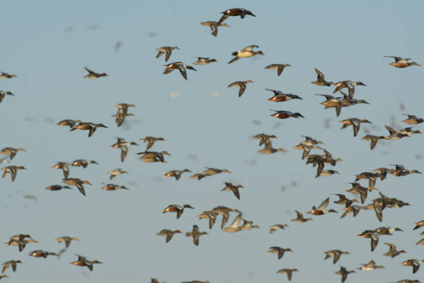 istock Crowd of wild ducks flying in sky 1026215020