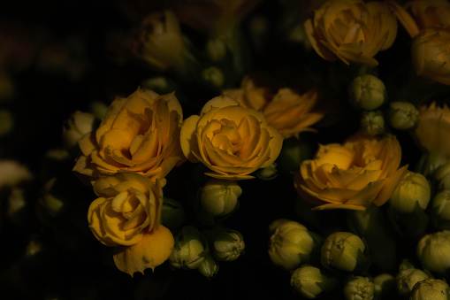 Yellow calandiva flowers heads (kalanchoe blossfeldiana) blossom macro close-up in natural light