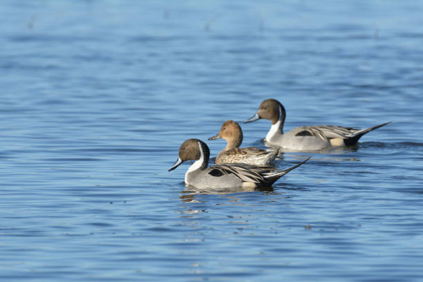 istock pintail Ducks swimming in blue lake 1026220814