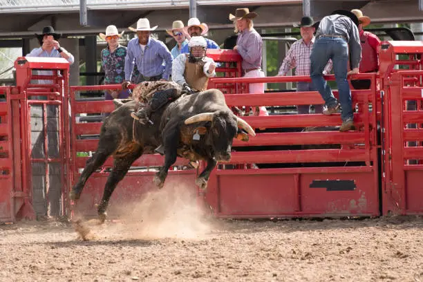 Photo of Bull riding out of the gate at the rodeo