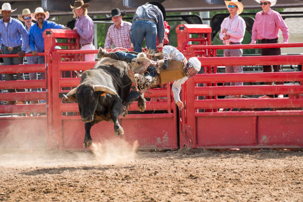 istock Bull rider falls off at the rodeo 1026221012