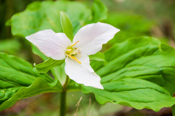 istock Beauty in a Trillium Flower 1026224064