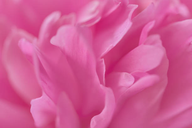 istock Pink petals with blurred focus 1026226744