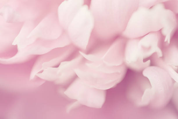 istock Pink petals with blurred focus 1026226746