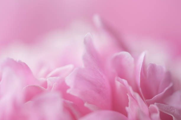 istock Pink petals with blurred focus 1026226750