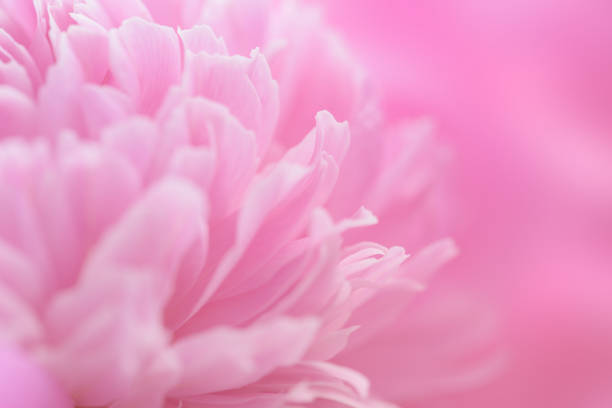 istock Pink petals with blurred focus 1026226752