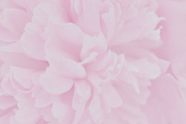 istock Pink petals with blurred focus 1026226758
