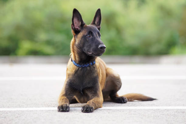 carino cucciolo belga di pastore malinois con un colletto sdraiato su un asfalto in estate - belgian shepherd foto e immagini stock