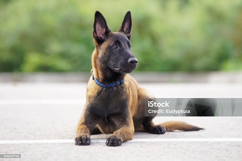 Cute Belgian Shepherd Malinois puppy with a collar lying down on an asphalt in summer Belgian Malinois Stock Photo