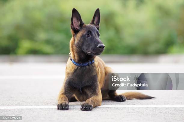 Cute Belgian Shepherd Malinois Puppy With A Collar Lying Down On An Asphalt In Summer Stock Photo - Download Image Now