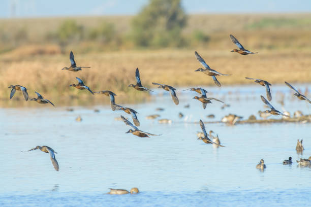 istock Wild ducks in flight above lake 1026236522