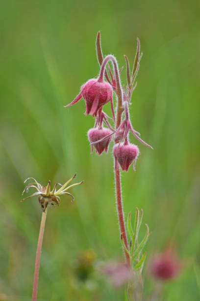 istock Prairie Smoke on a background of green grass 1026236552