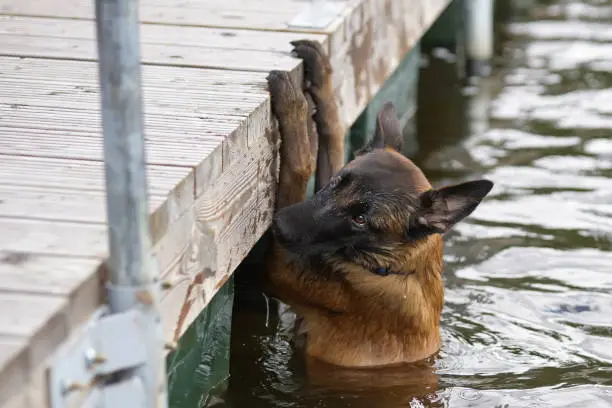 Photo of Wet Belgian Shepherd Malinois puppy after swimming trying to get out of the water near a wooden pontoon in summer