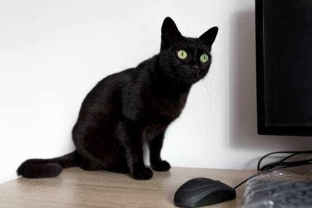 istock Black cat and mouse on the desk 1026241668