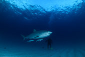tiger-shark-schwimmen-unter-wasser-bei-t