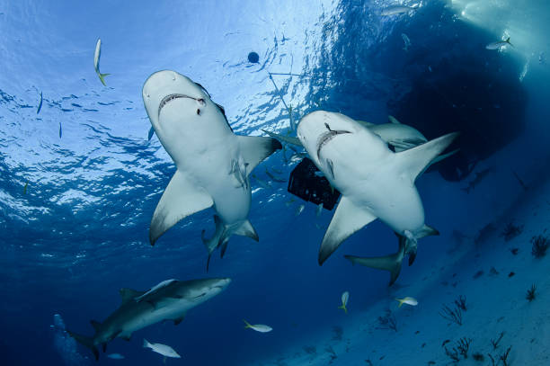 istock Lemon Shark Swimming underwater in Atlantic Ocean Bahamas 1026246648