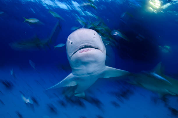 istock Lemon Shark Swimming underwater in Atlantic Ocean Bahamas 1026246704