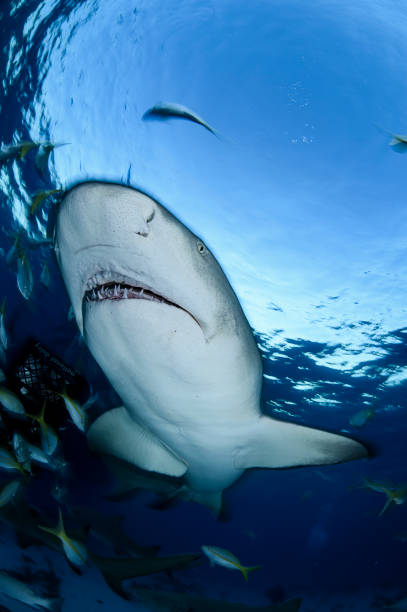 istock Lemon Shark Swimming underwater in Atlantic Ocean Bahamas 1026246706