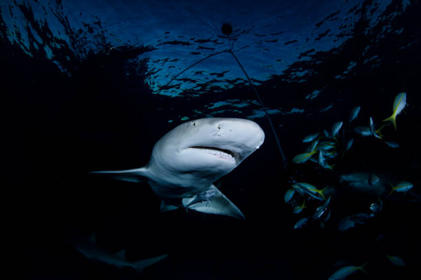 istock Lemon Shark Swimming underwater in Atlantic Ocean Bahamas 1026246714