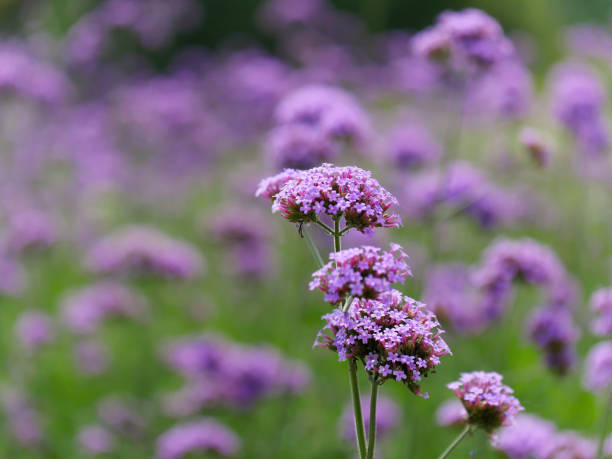 istock Purple verbena flowers field. 1026247690