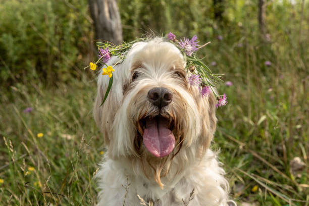 istock dog with flowers 1026247750