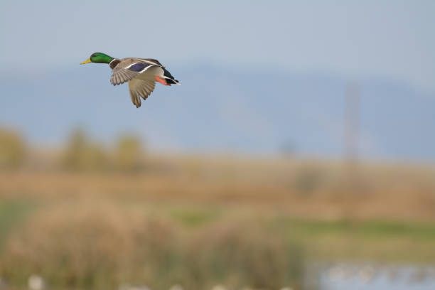 istock Mallard flying over water and foliage 1026247820