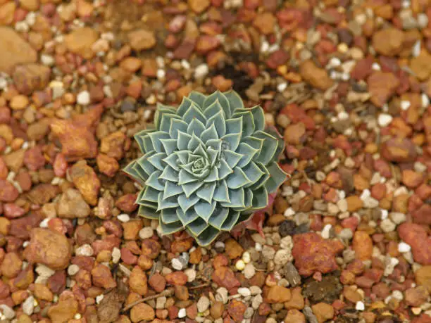 topview of a succulent plant with water droplets