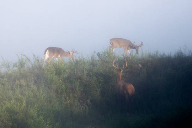 istock Bull Elk and Whitetail Buck 1026252220