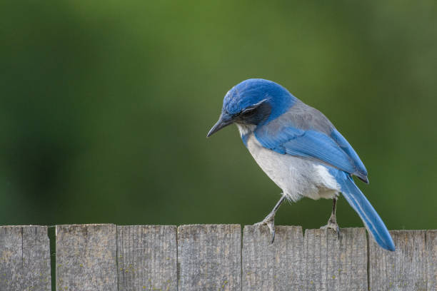 istock Beautiful graceful blue scrub jay bird 1026252254