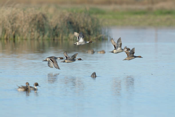 istock Ducks landing on pond water 1026254994