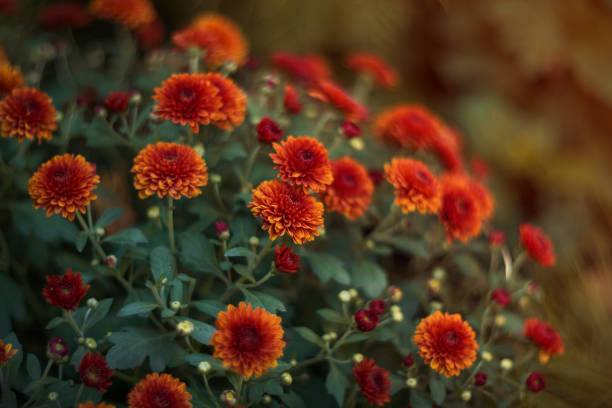Red chrysanthemums, beautiful flowers. Selective soft focus, shallow depth of field, toned image.