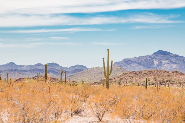 istock Sonoran Desert Landscape 1026255204