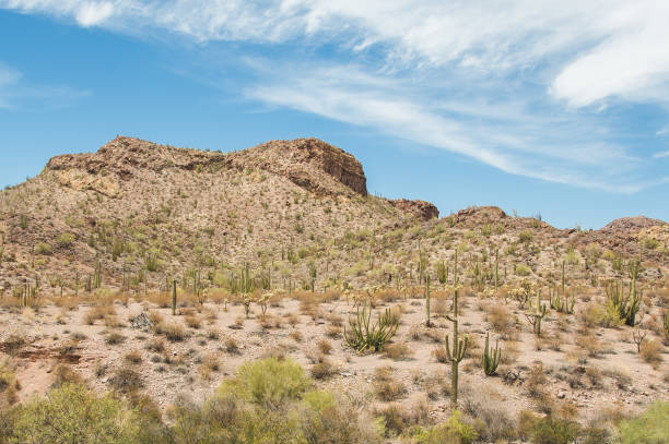 istock Sonoran Desert Landscape 1026255292