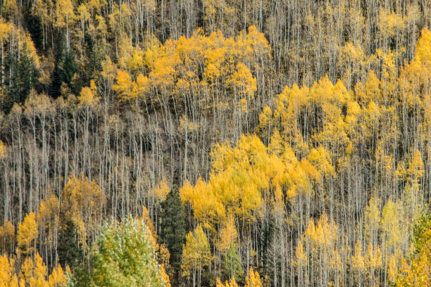 istock Rocky Mountain Autumn 1026255314