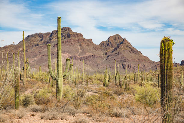 istock Sonoran Desert Landscape 1026255444