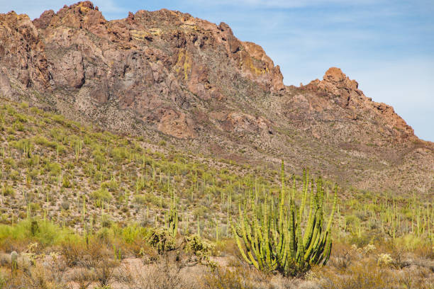 istock Sonoran Desert Landscape 1026255448