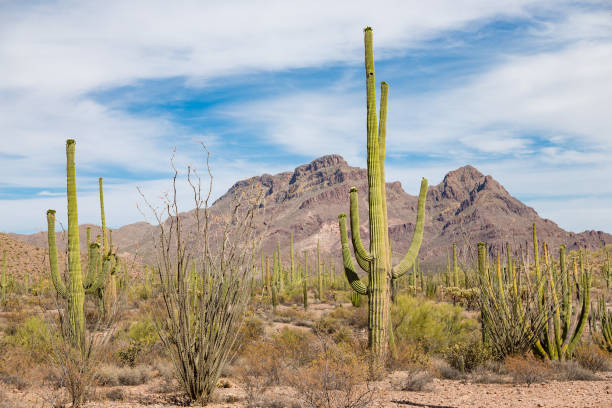 istock Sonoran Desert Landscape 1026255450