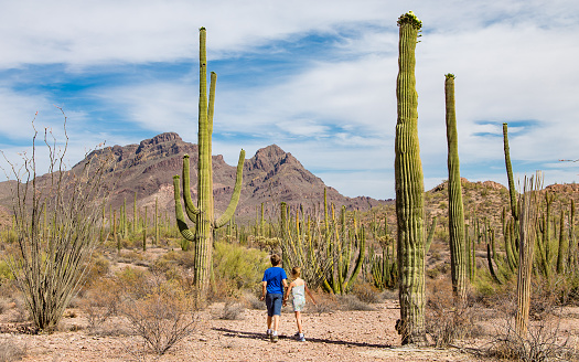 The dry rocky landscape of the Sonoran Desert filled with towering saguaro and organ pip cacti.