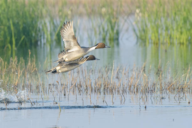 istock Wild ducks rocketing from water 1026258416