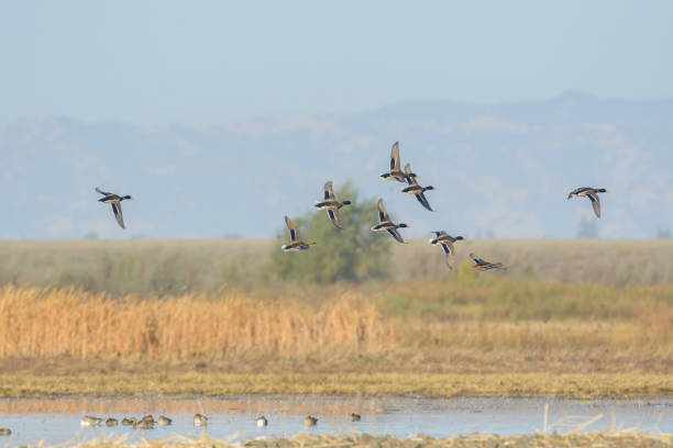 istock Wild flock of ducks soaring above wetland 1026258426