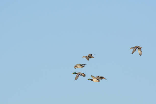 istock Wild flock of mallards flying in sky 1026261002