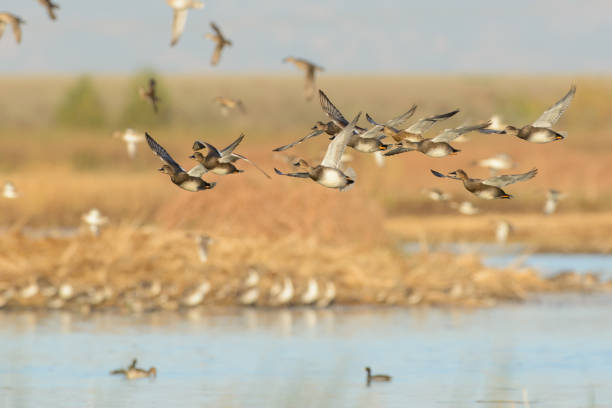 istock Flying wild ducks in wetland 1026261028