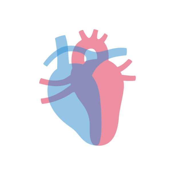 Vector isolated illustration of heart Vector isolated illustration of heart anatomy. Human circulatory system icon. Healthcare medical center, surgery, hospital, clinic, diagnostic icon. Internal donor organ symbol poster design. Donation heart internal organ stock illustrations