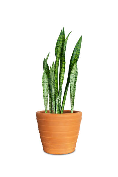 istock sansevieria or snake plant in pot isolated on white background 1026274510