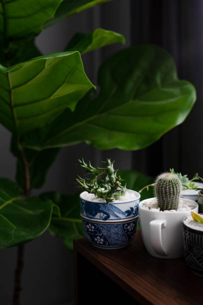 istock Cactus in a beautifully decorated pot on table. 1026274512