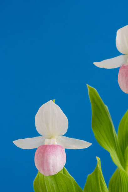 istock White and pink flowers 1026276742